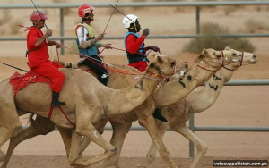 Camel racing festival 2023