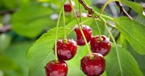  Pakistani cherry has entered the Chinese market